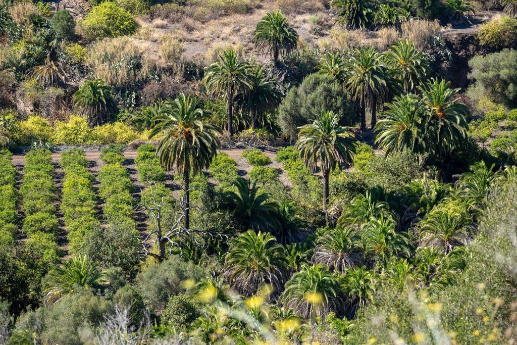 Cosy Bungalow Green Oasis Maspalomas  Buitenkant foto
